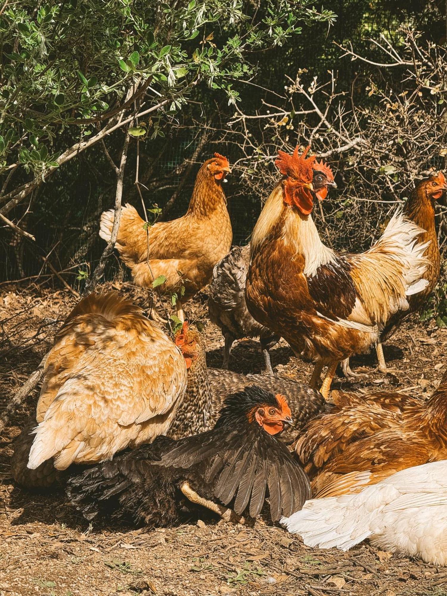 Agriturismo Il Muto Di Gallura Aggius Экстерьер фото