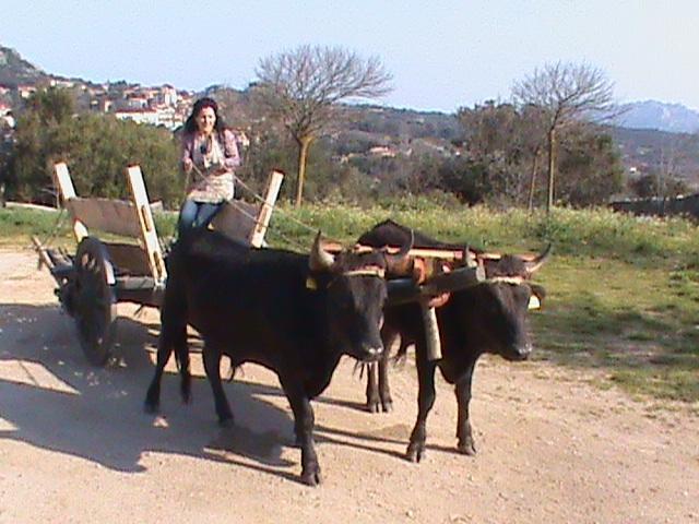 Agriturismo Il Muto Di Gallura Aggius Экстерьер фото