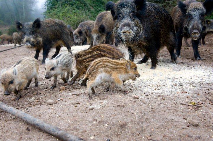 Agriturismo Il Muto Di Gallura Aggius Экстерьер фото