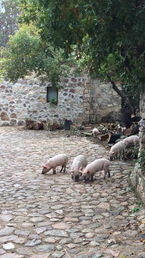 Agriturismo Il Muto Di Gallura Aggius Экстерьер фото