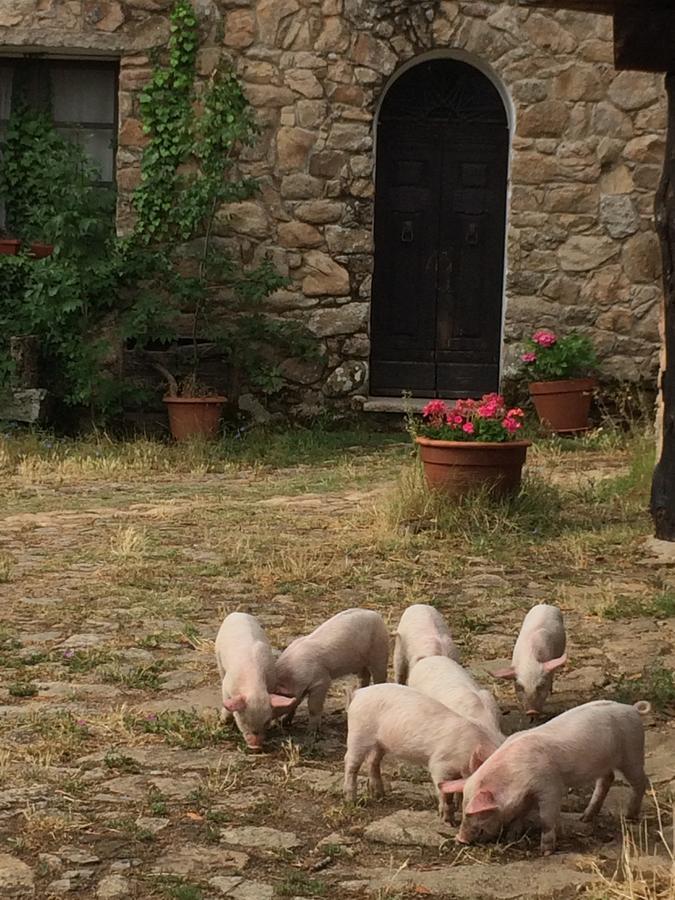 Agriturismo Il Muto Di Gallura Aggius Экстерьер фото